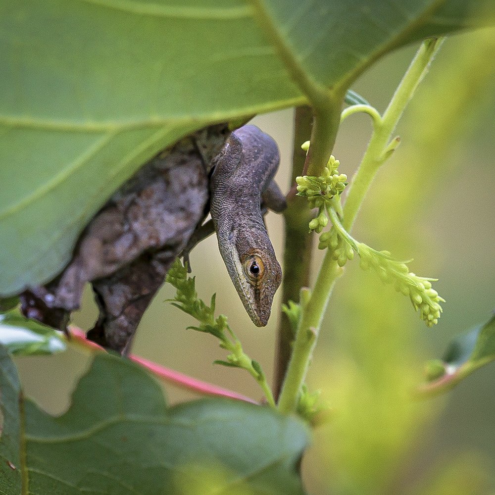 Green Anole