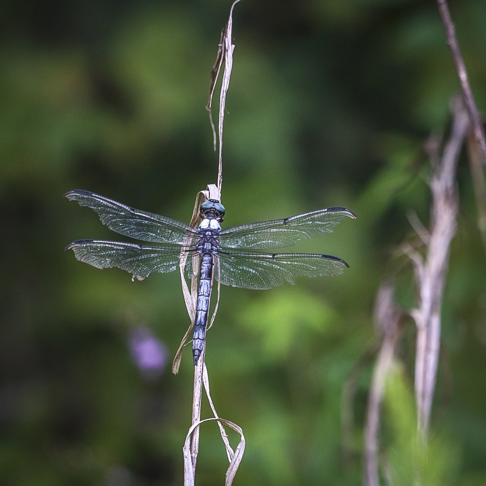 Blue Dasher