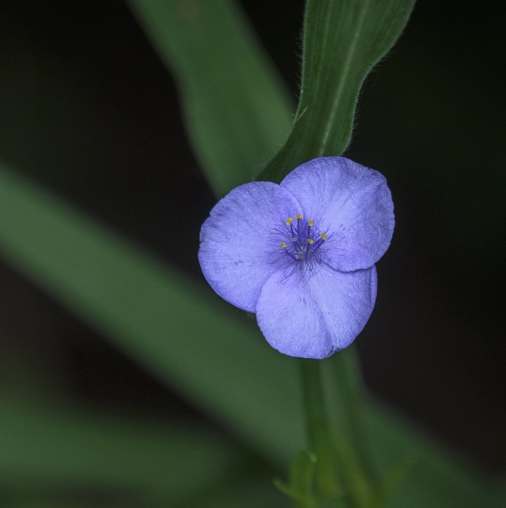 Spiderwort sp.