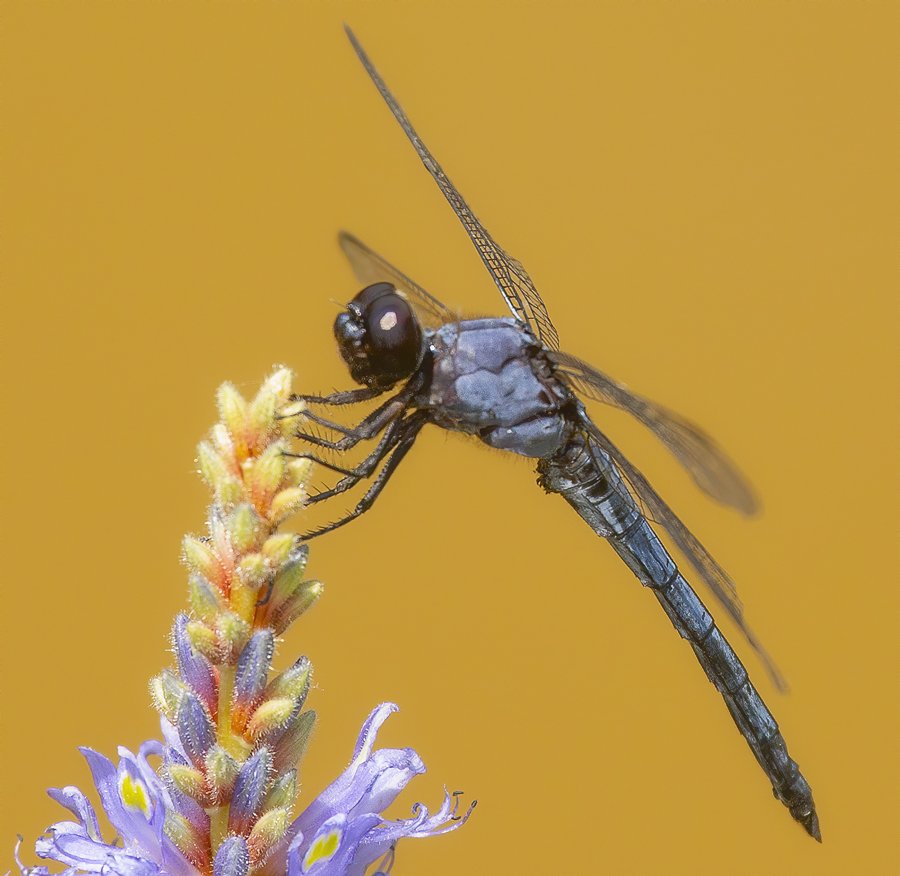 Slaty Skimmer