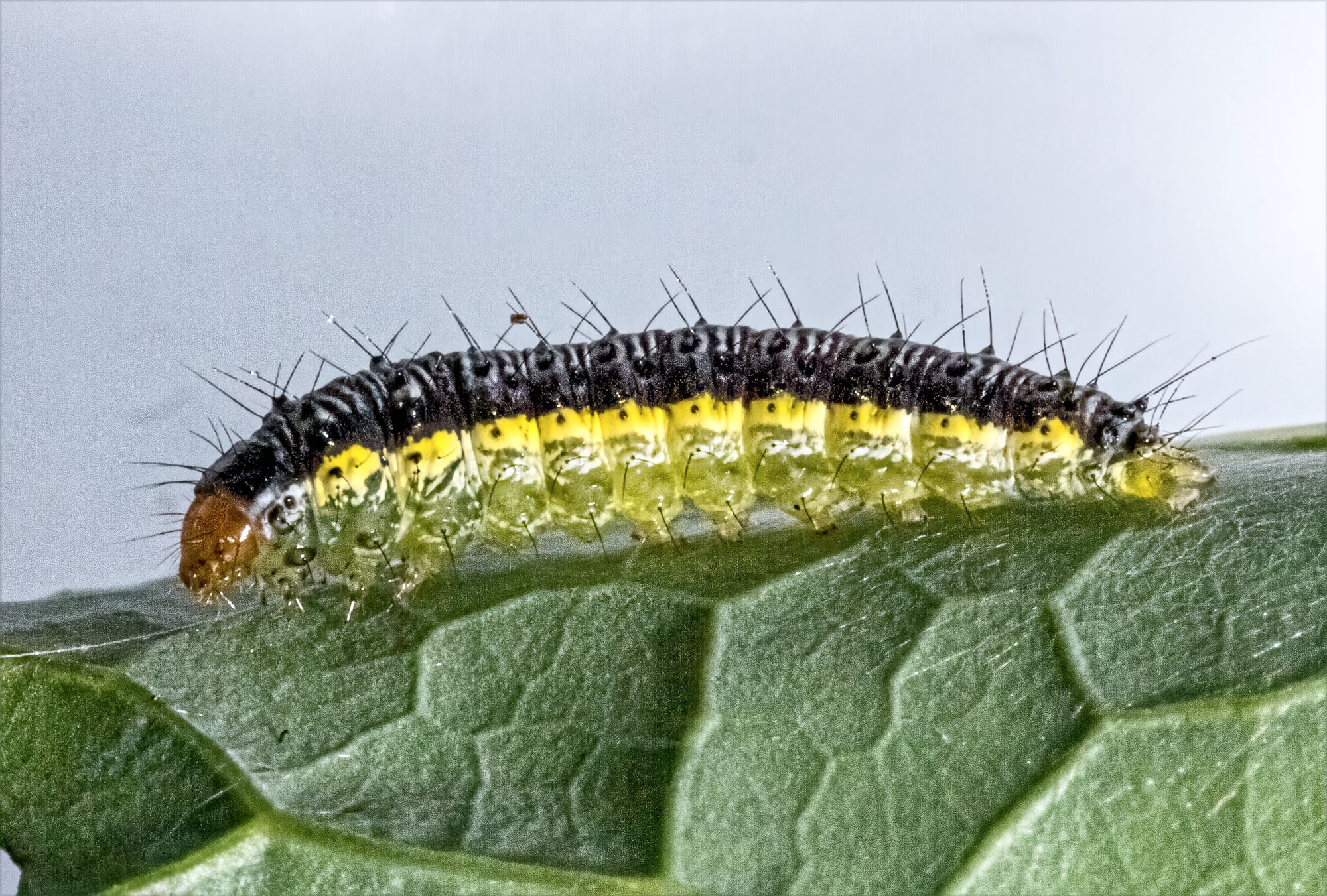 Cabbage Moth