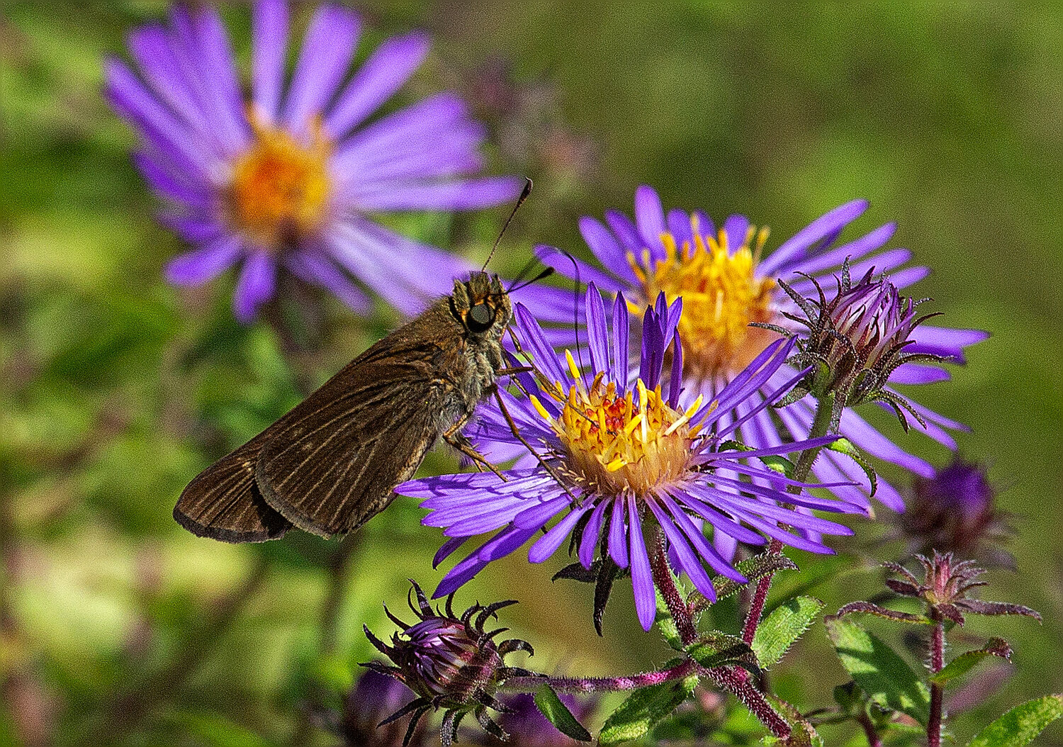 Panoquina ocola