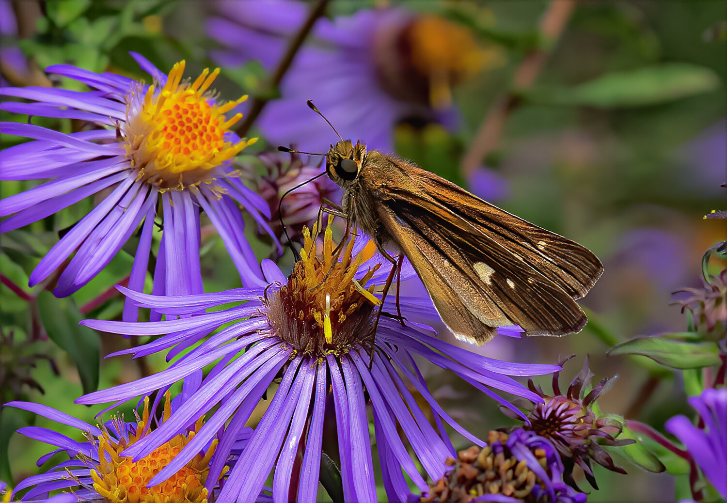 Oligoria maculata