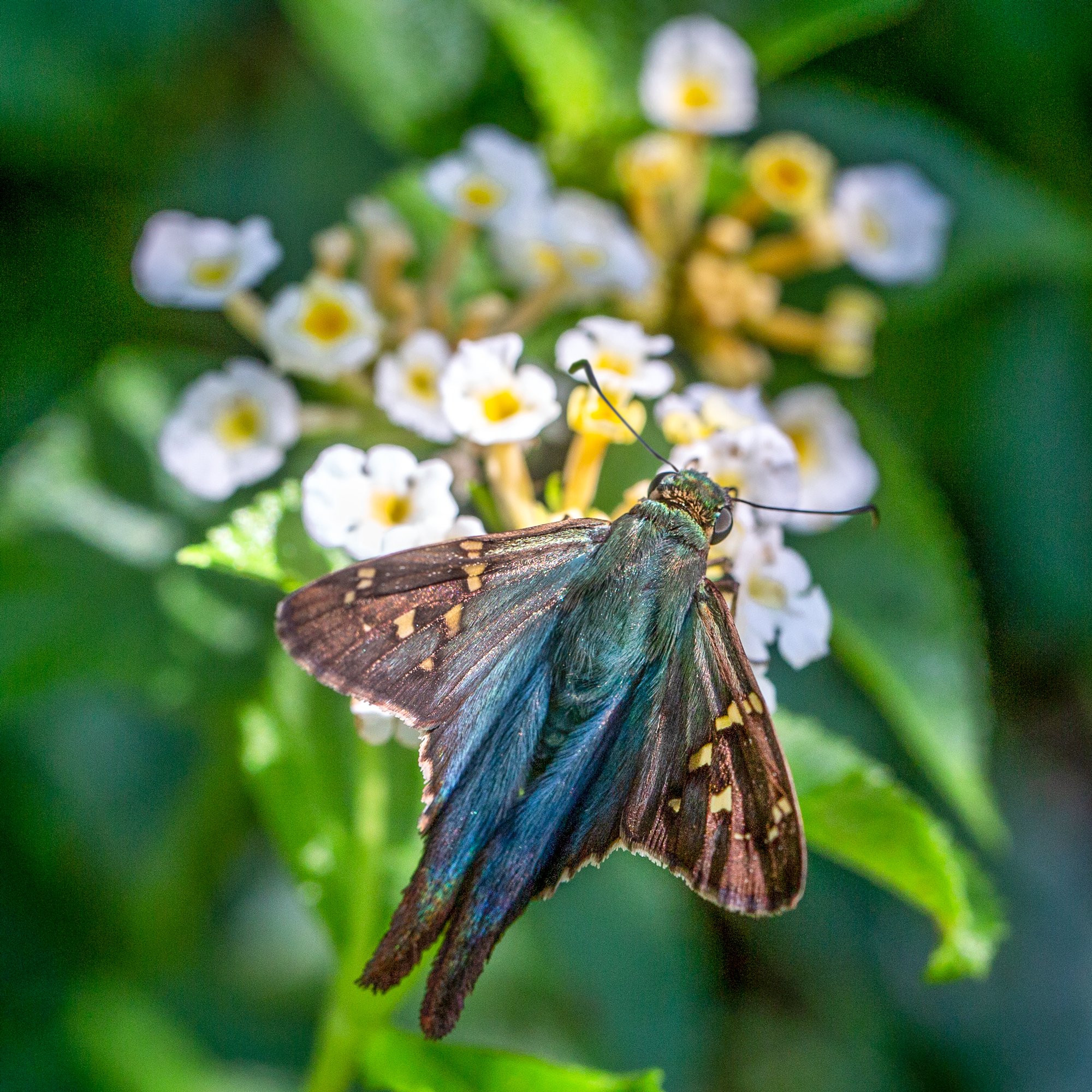 Long-tailed Skipper