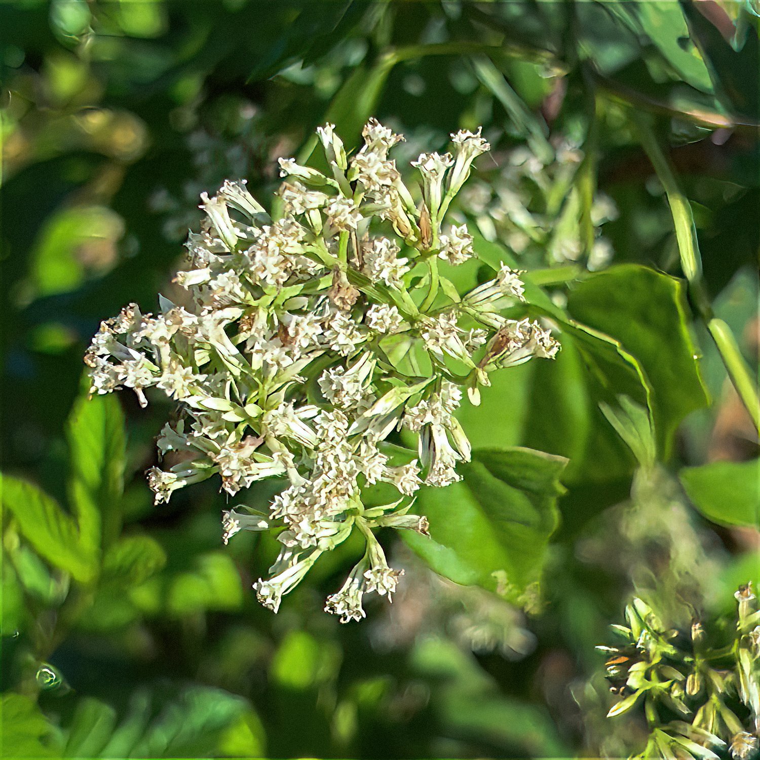 Climbing Hempvine