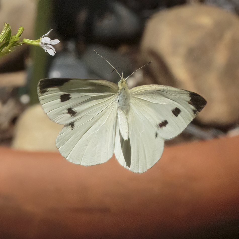 Cabbage White