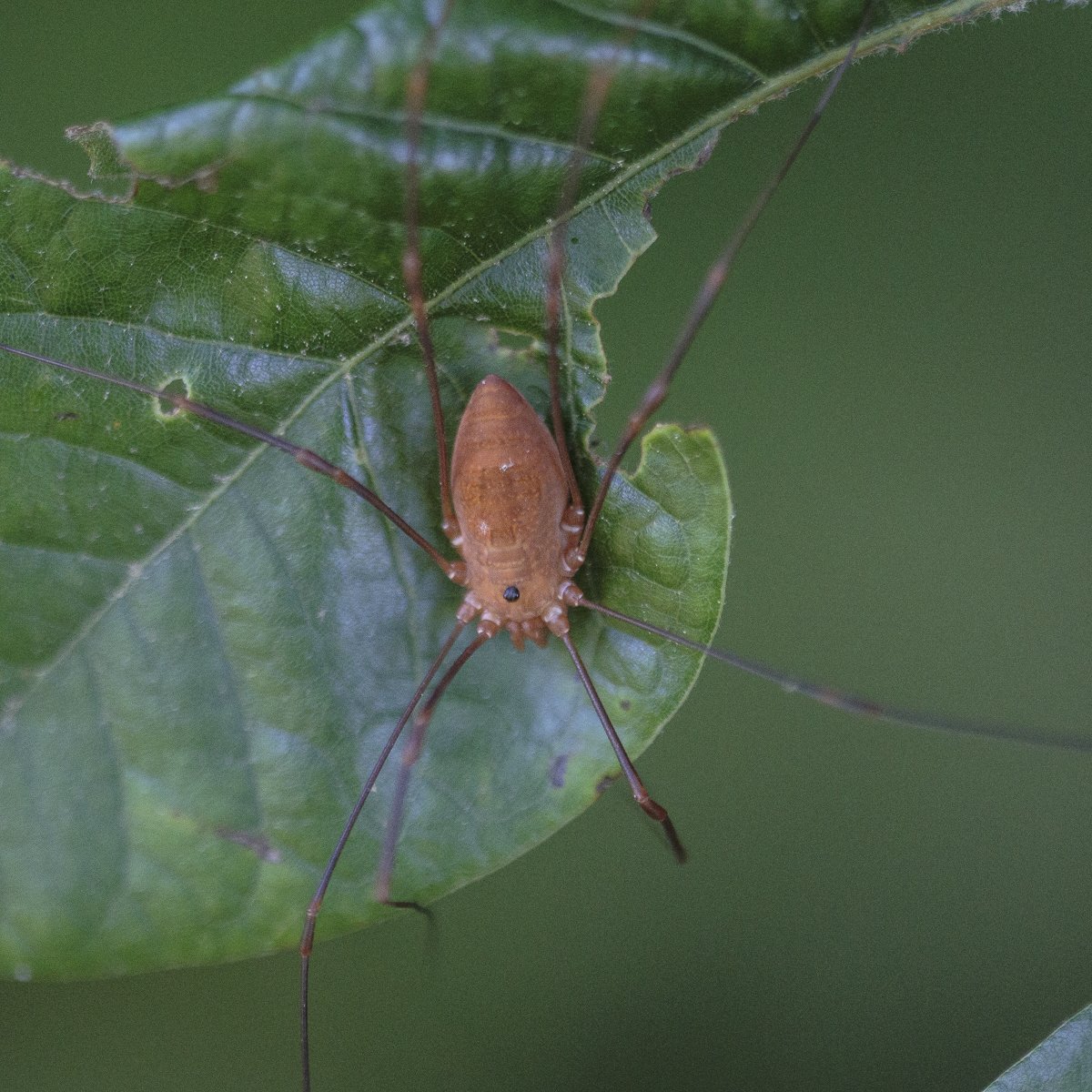 Opiliones