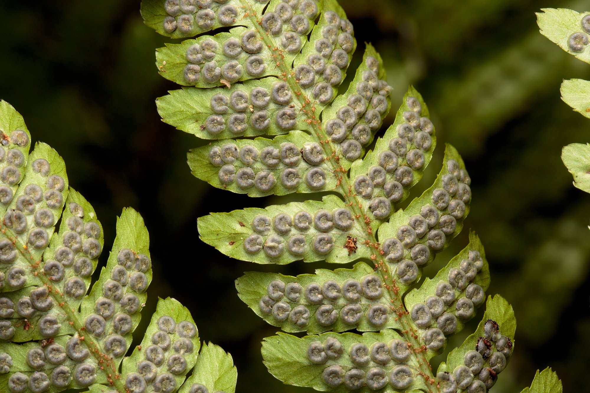 NH_712_8.30.2022_fern_spores.jpg