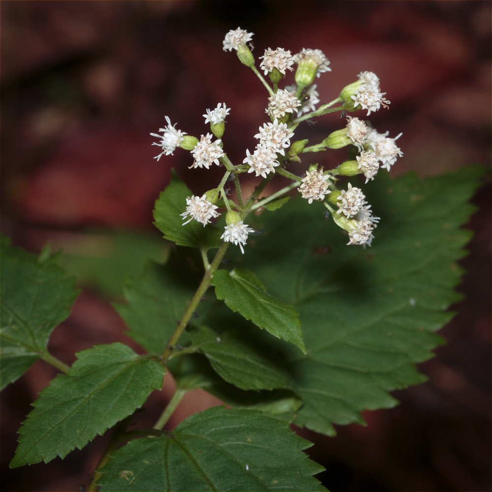 White Snakeroot