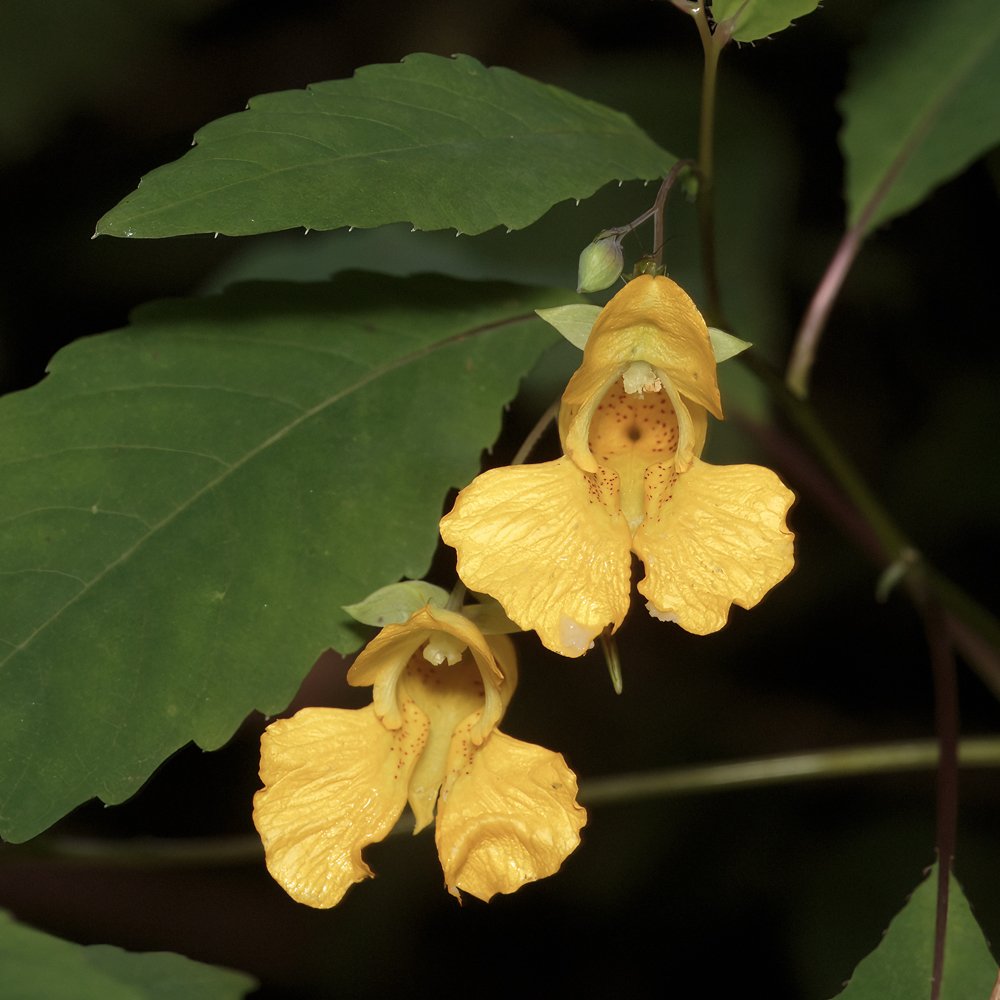 Yellow Jewelweed