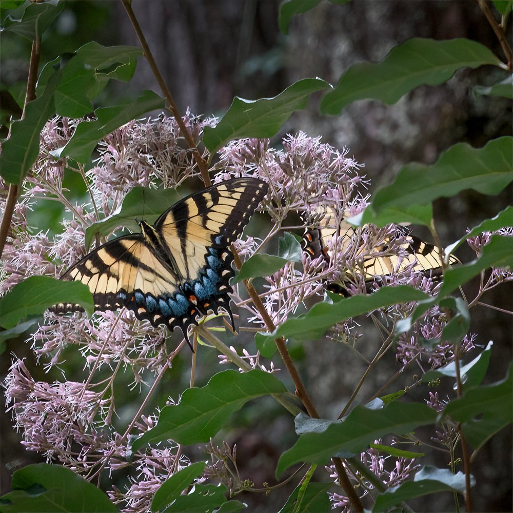 Eastern Tiger Swallowtail, Female