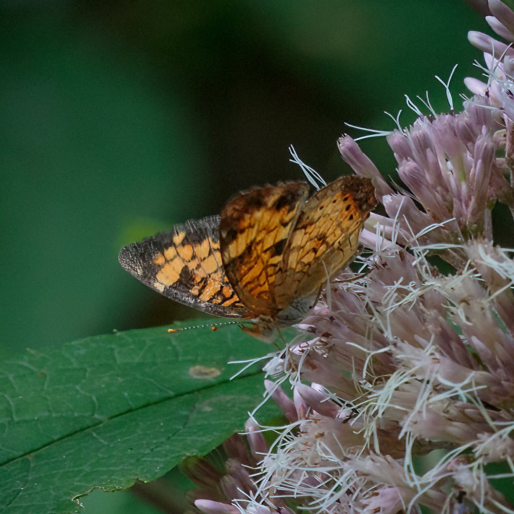 Pearl Crescent