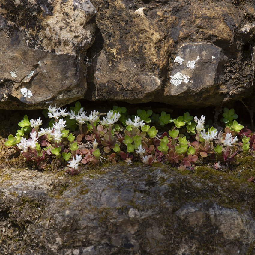 Allegheny Stonecrop