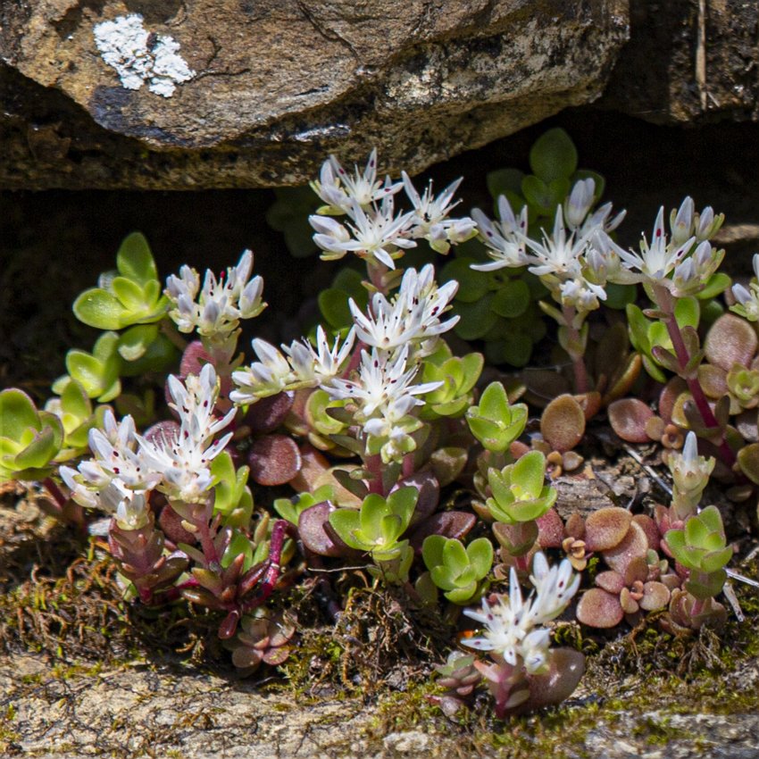 Alegheny Stonecrop