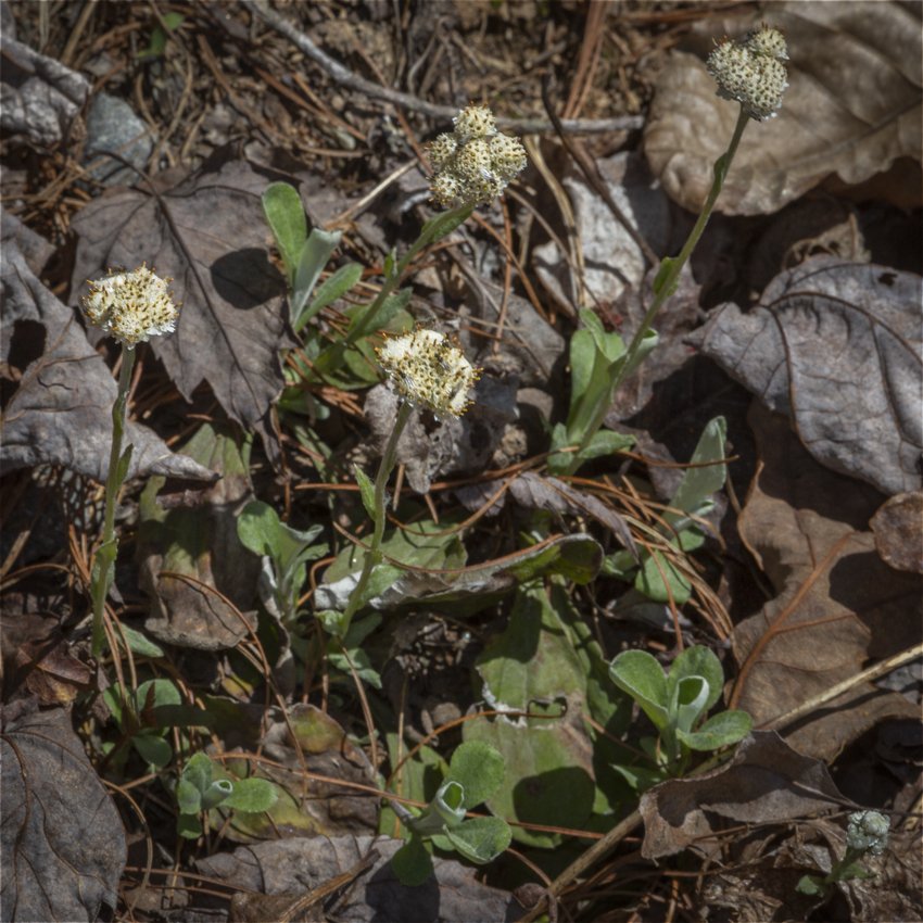 Plantain-Leaved Pussytoes