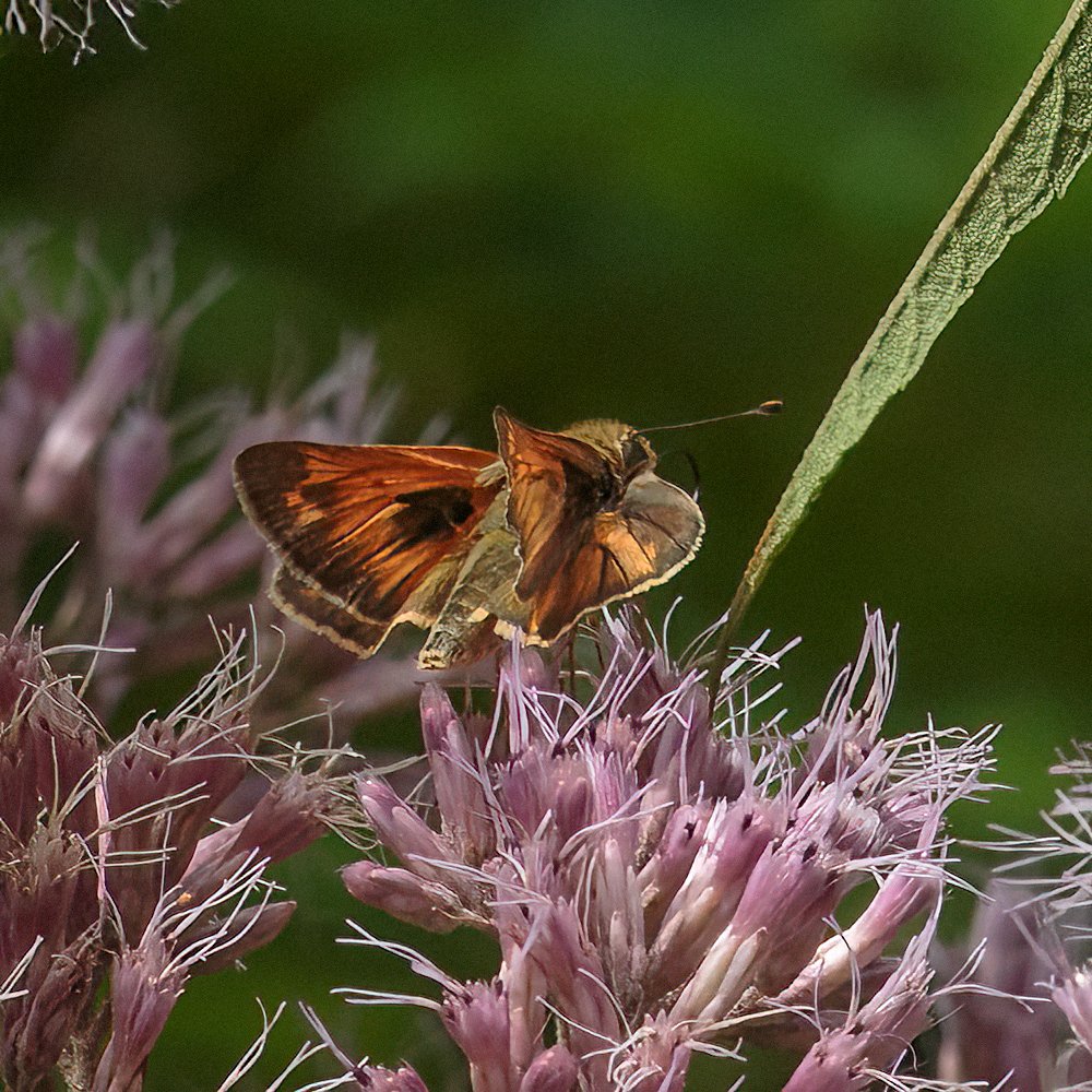 Zabulon Skipper, Male