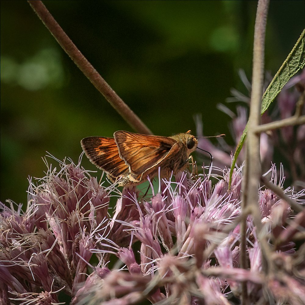 Zabulon Skipper, Male