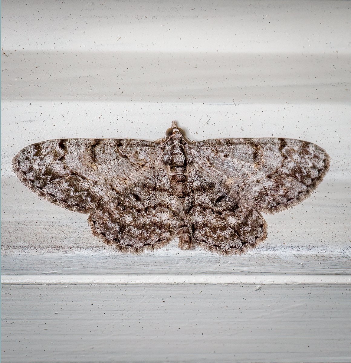 Porcelain Gray Moth