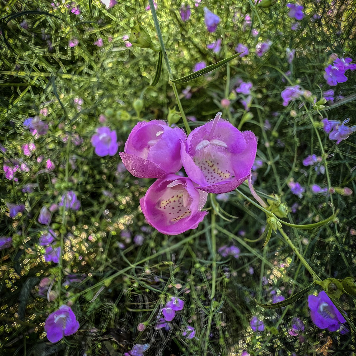 Purple False Foxglove