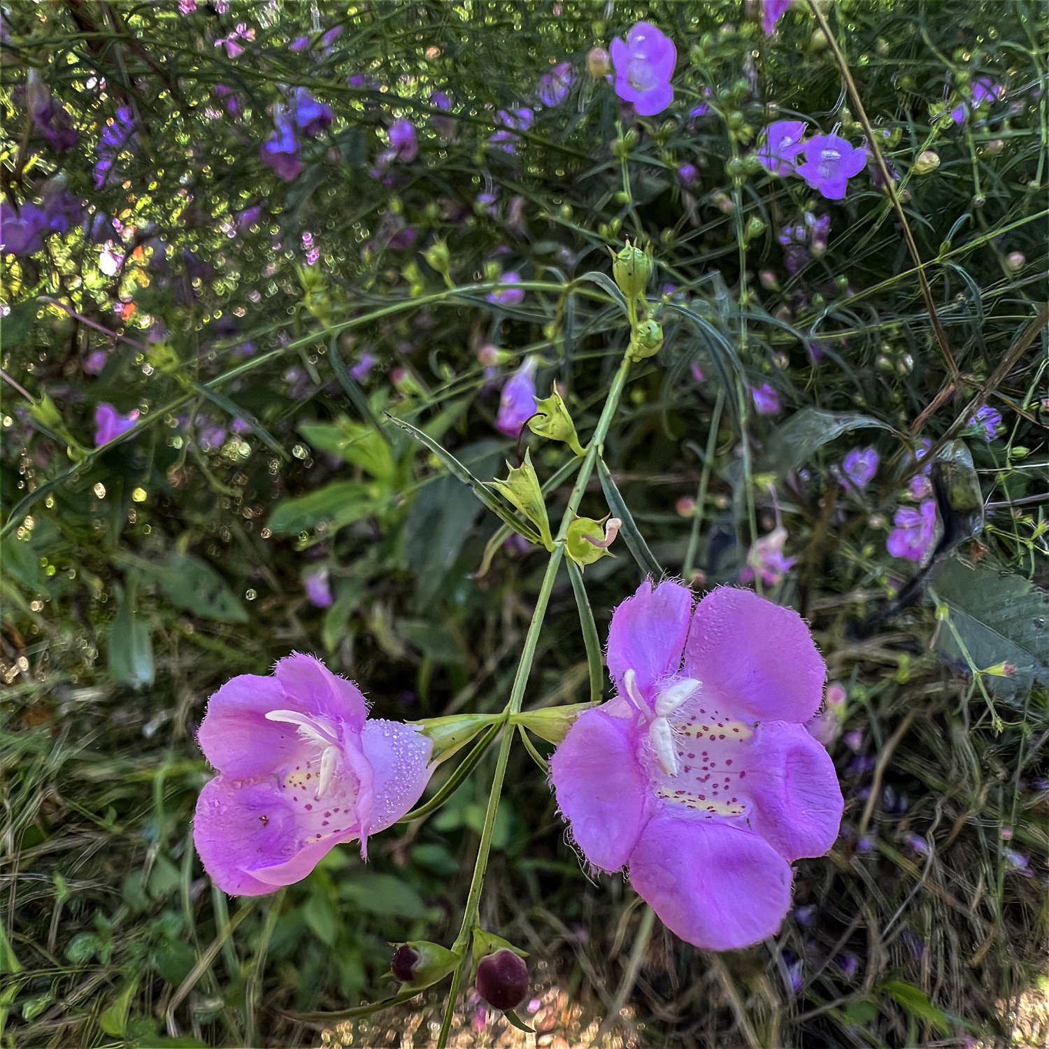 Purple False Foxglove