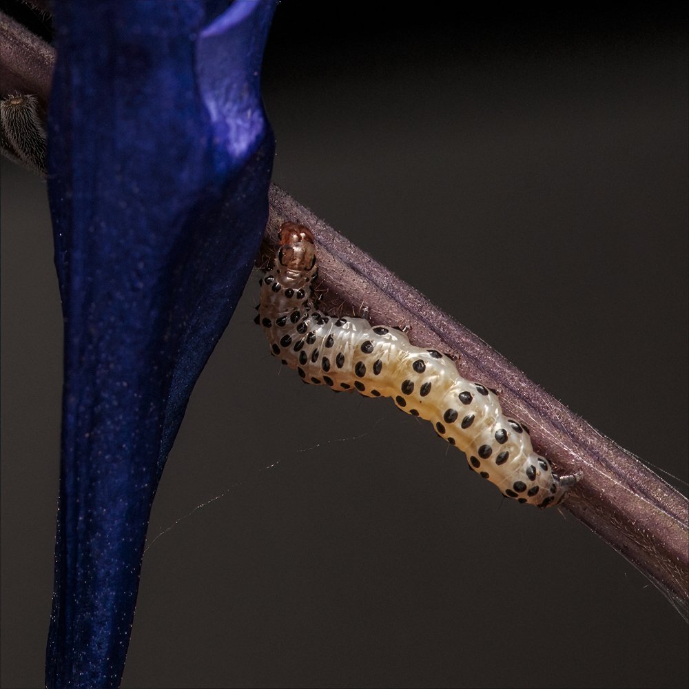 Southern Pink Moth Larvae