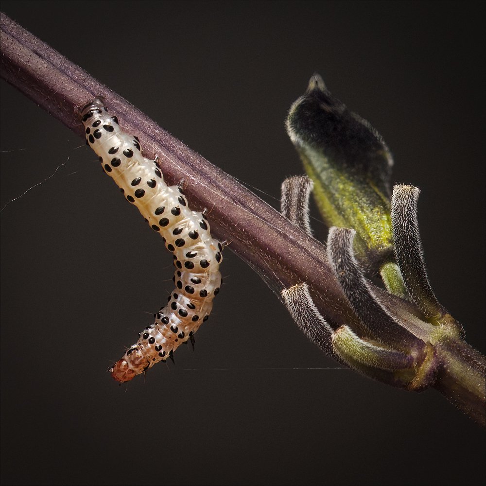 Pyrausta-inornatalis_9.3.2022_larvae.jpg