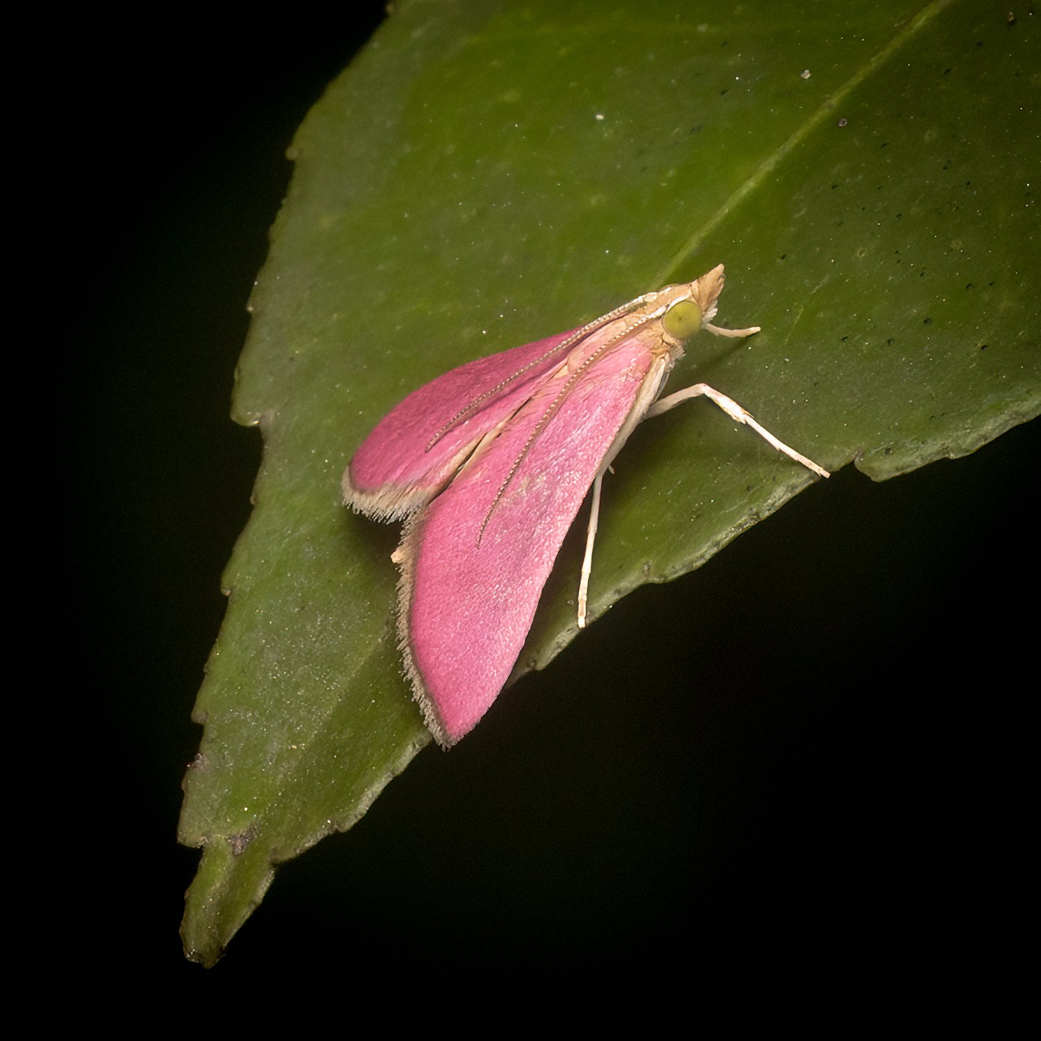 Southern Pink Moth