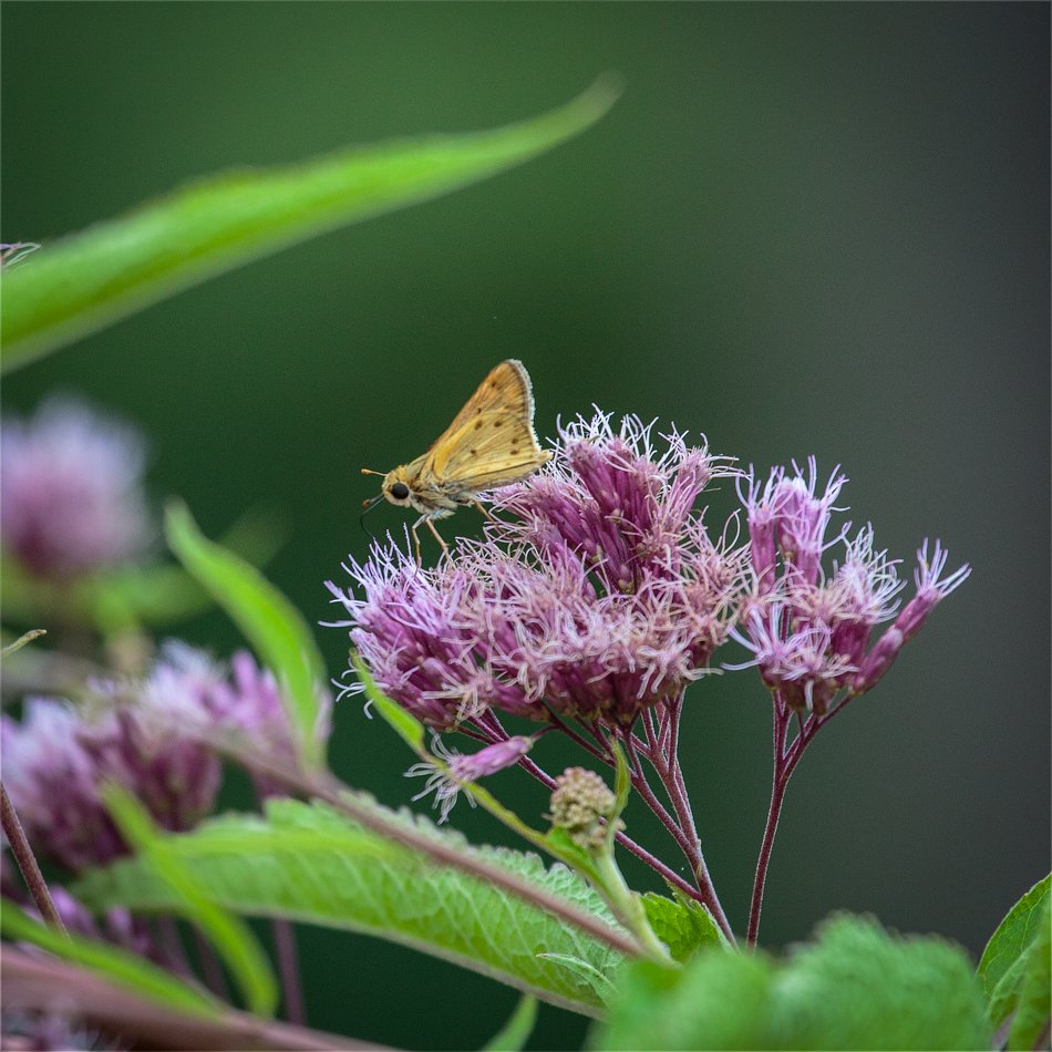 Fiery Skipper