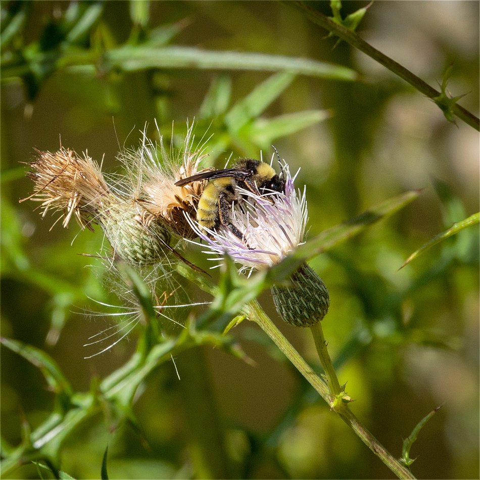 Golden Northern Bumble Bee