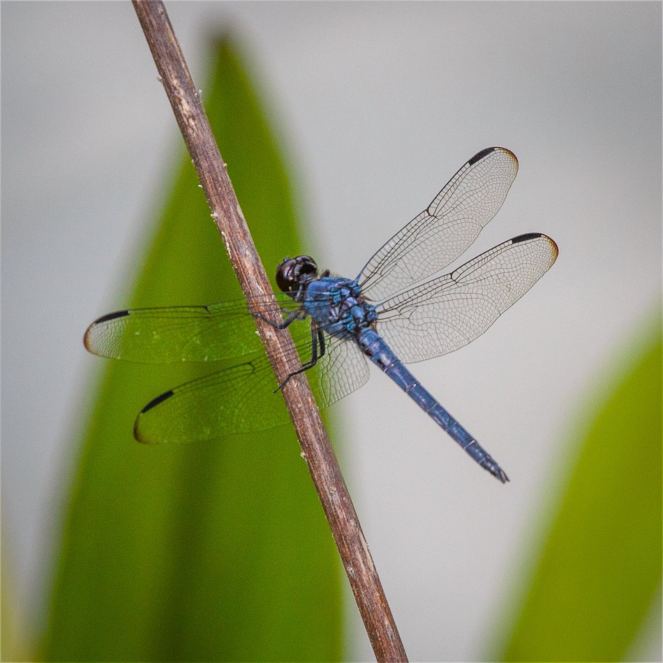 Slaty Skimmer Dragonfly