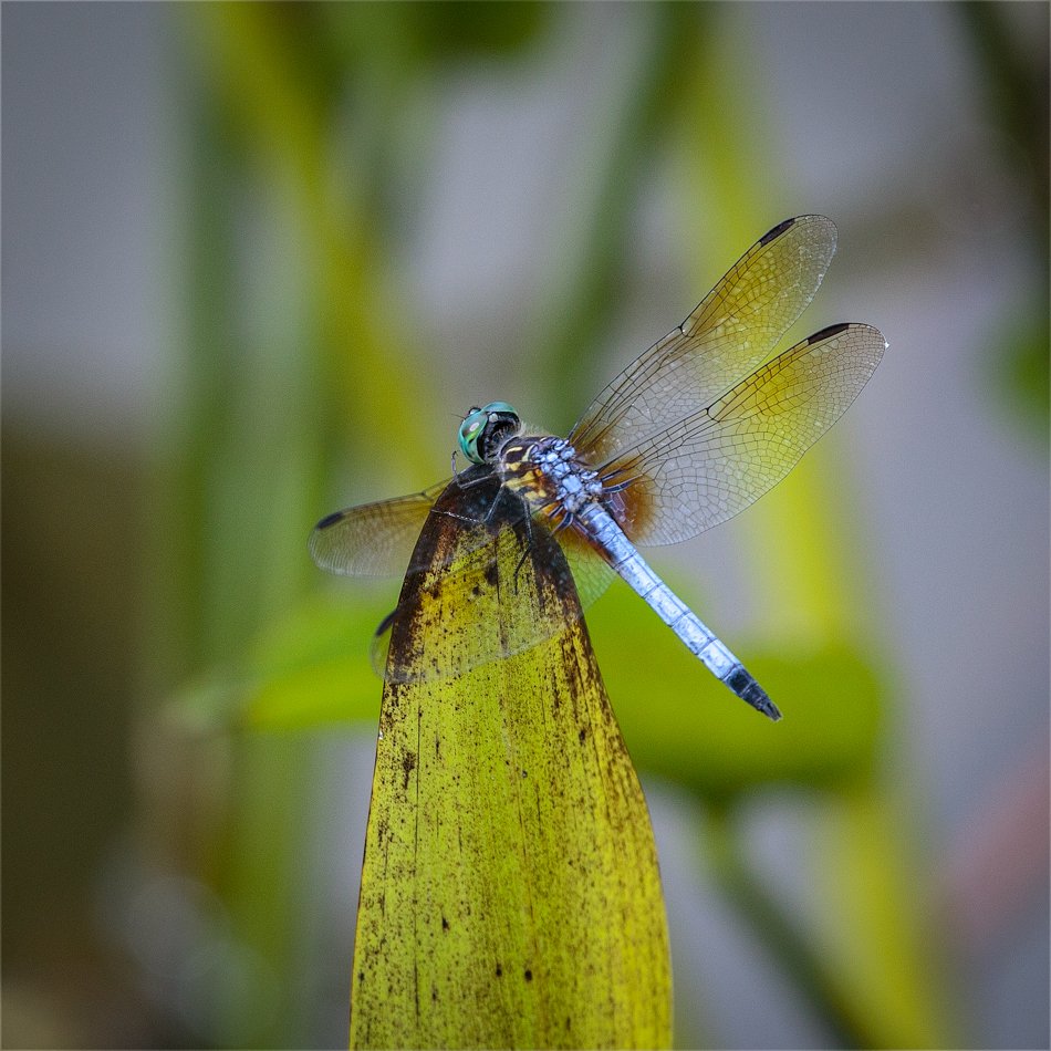 Blue Dasher Dragonfly