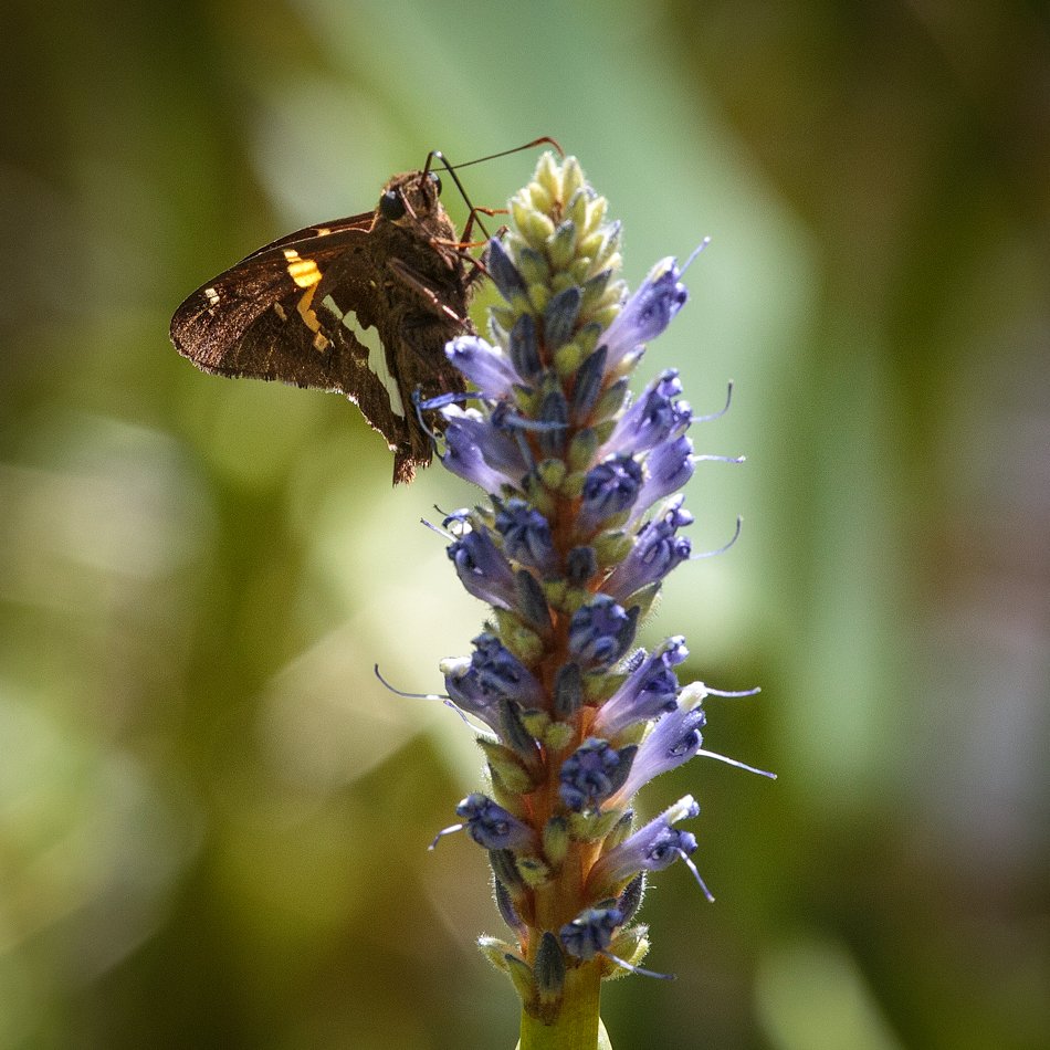 Silver-spotted Skipper