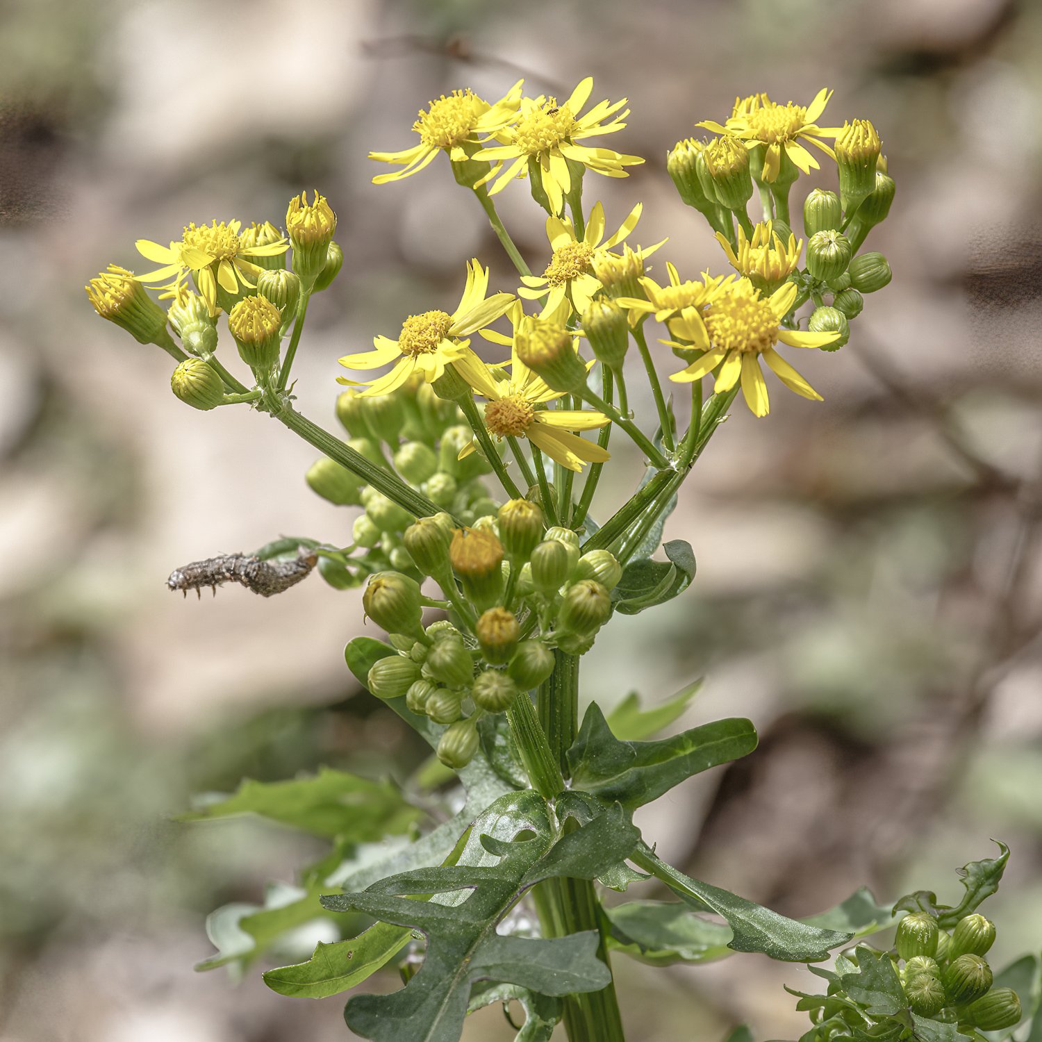 Butterweed