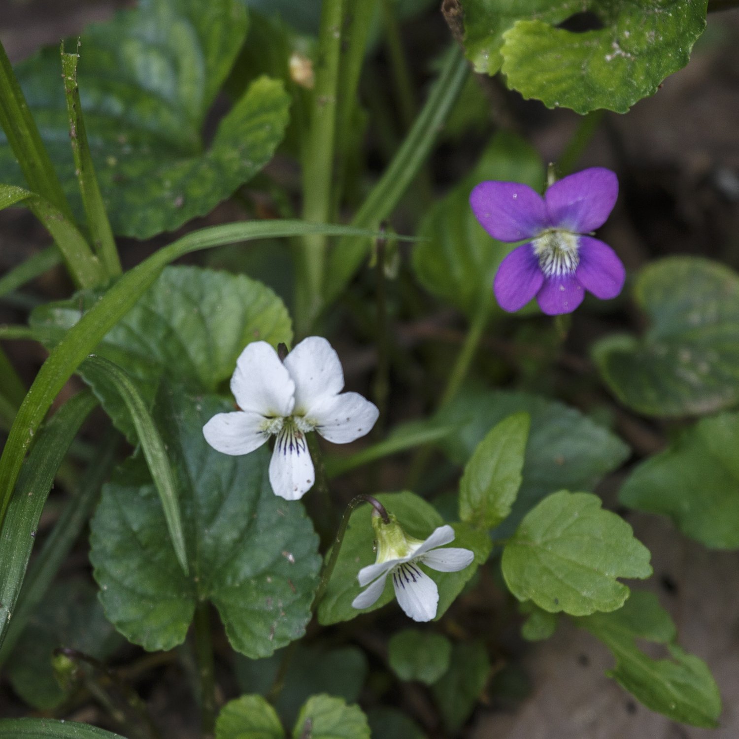 Common Blue Violet