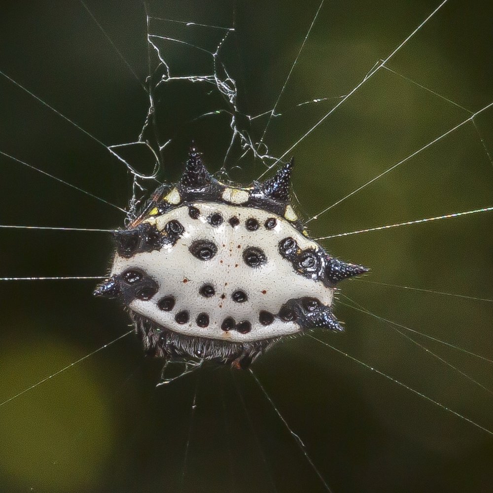 Spinybacked Orbweaver