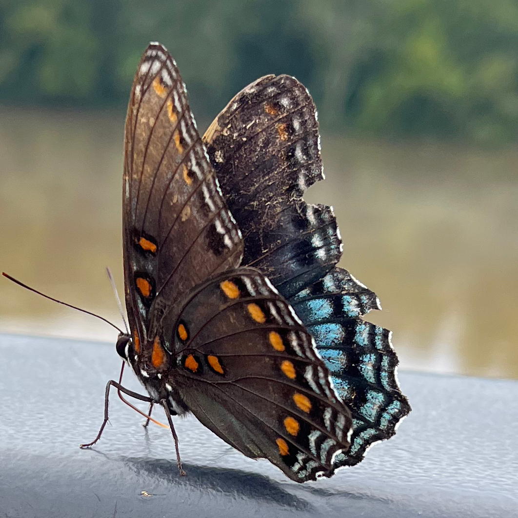 Red-spotted Purple, side view