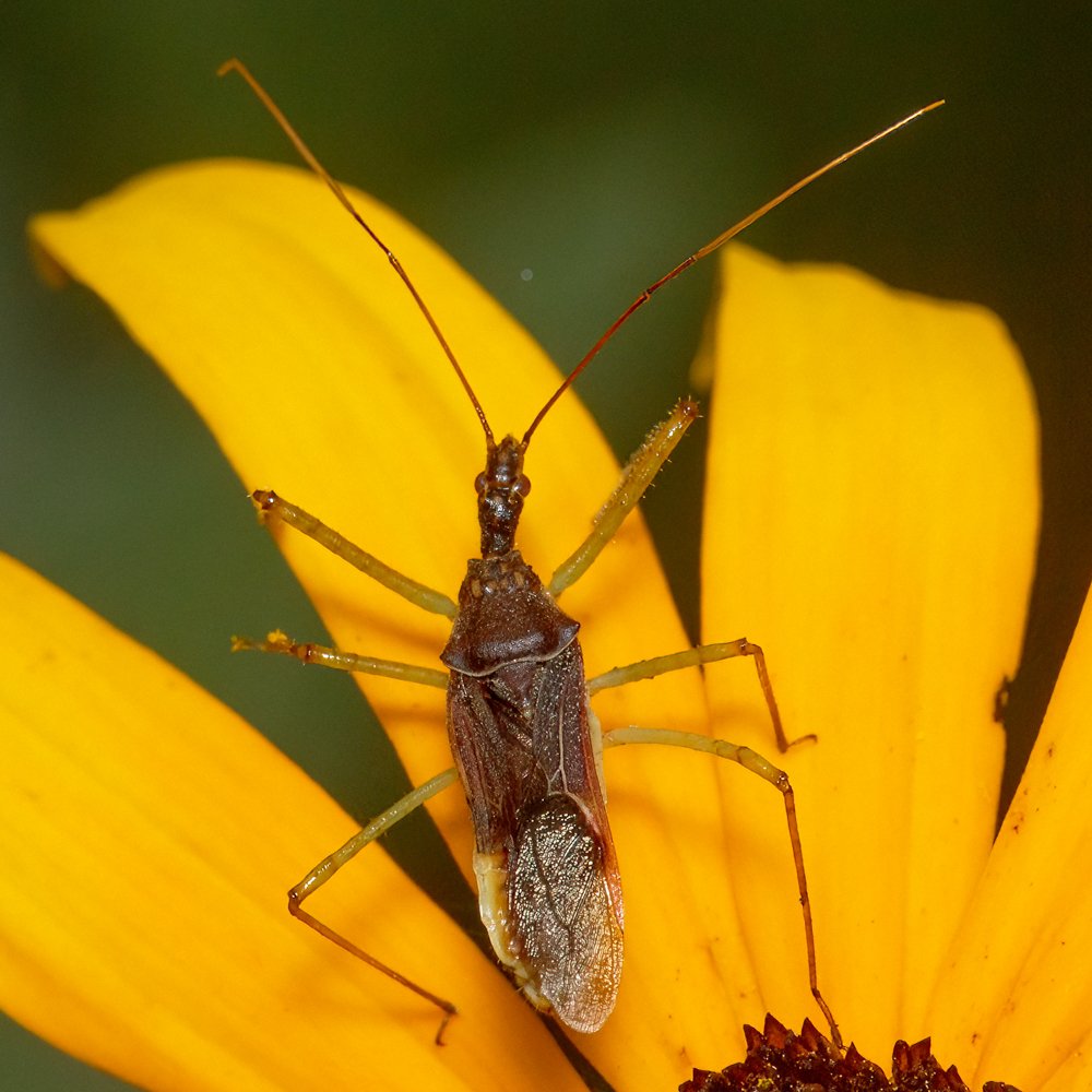 Reduviidae Genus: Zelus (imm.) sp.