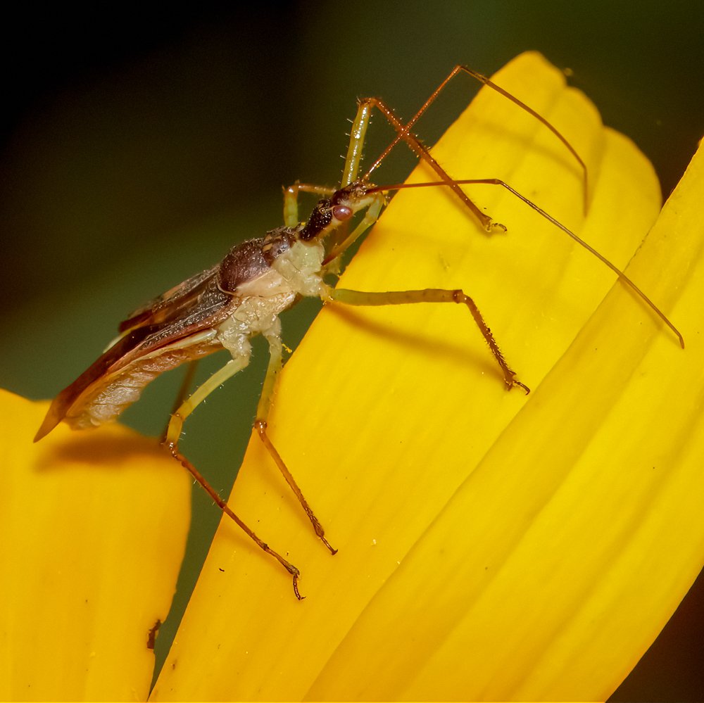 Reduviidae Genus: Zelus (imm.) sp.