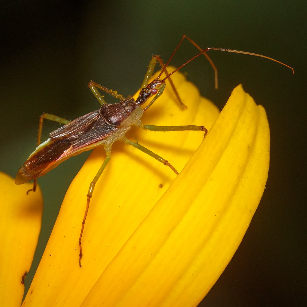 Reduviidae Genus: Zelus (imm.) sp.