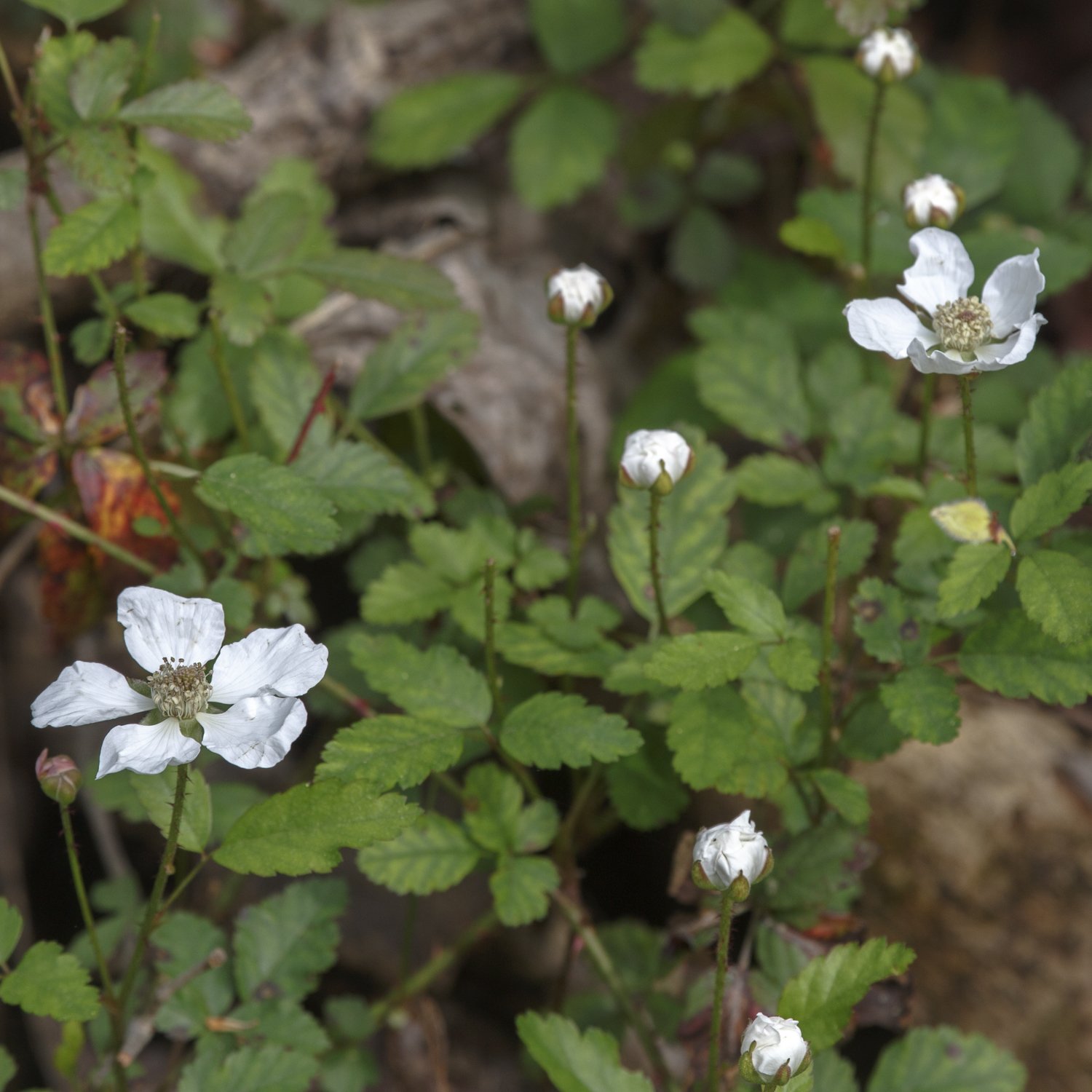 Southern Dewberry