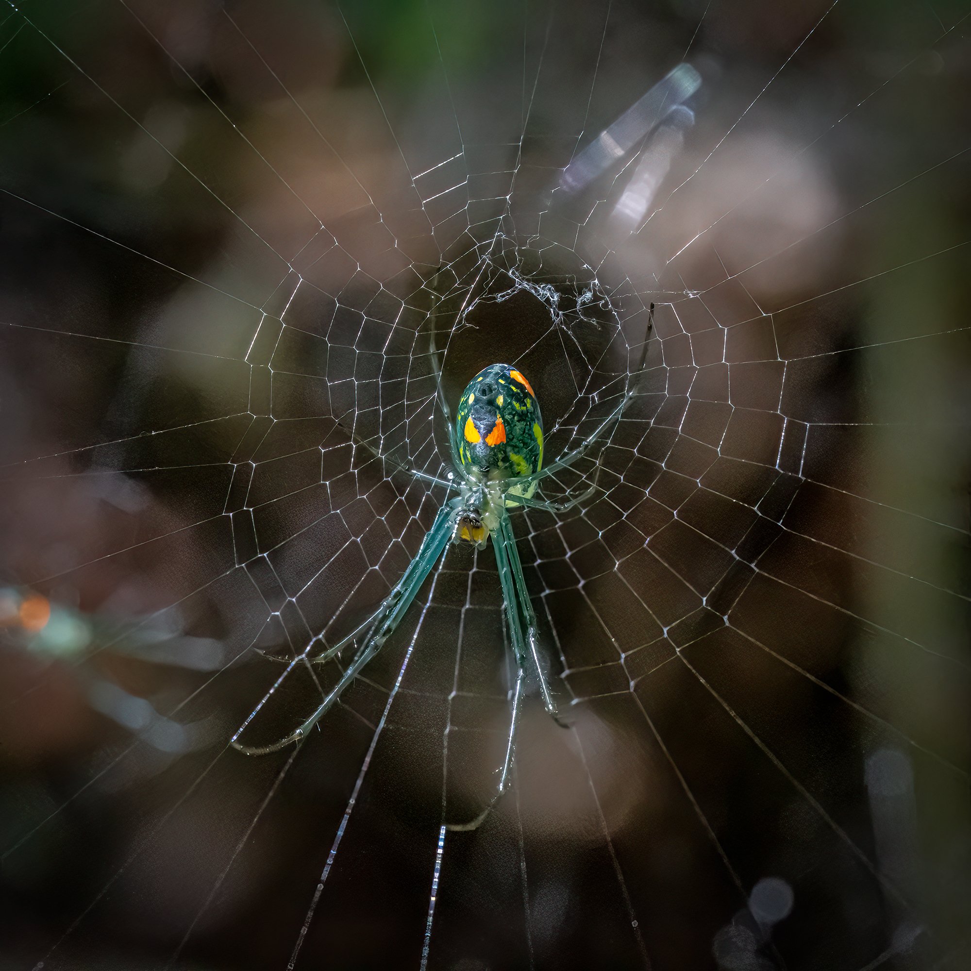 No Common Name (Orb Weaver)