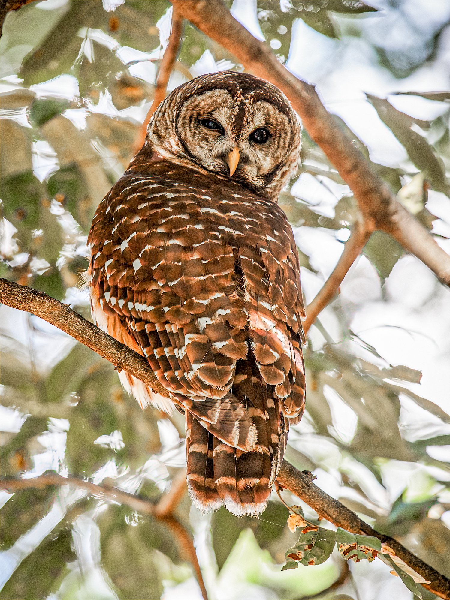 Barred Owl