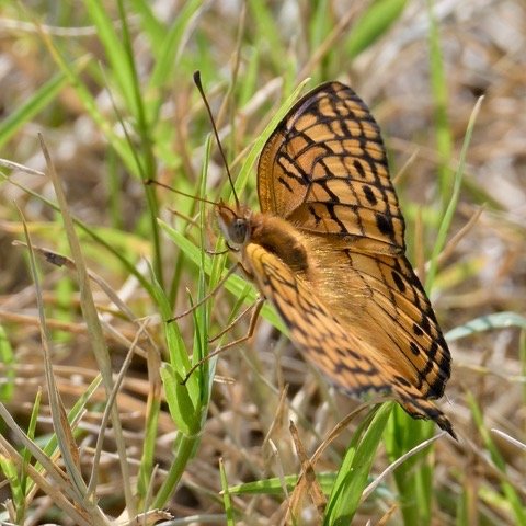 Variegated Fritillary, Panola Mountain State Park 06.25.2022 Photo by Brian Keever