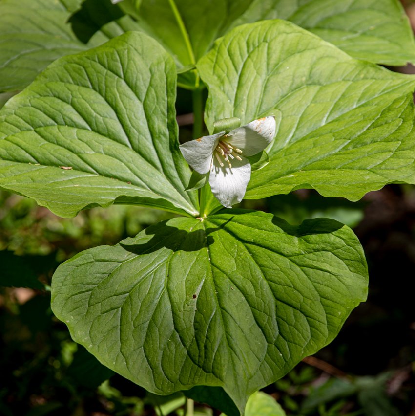 Sweet White Trillium