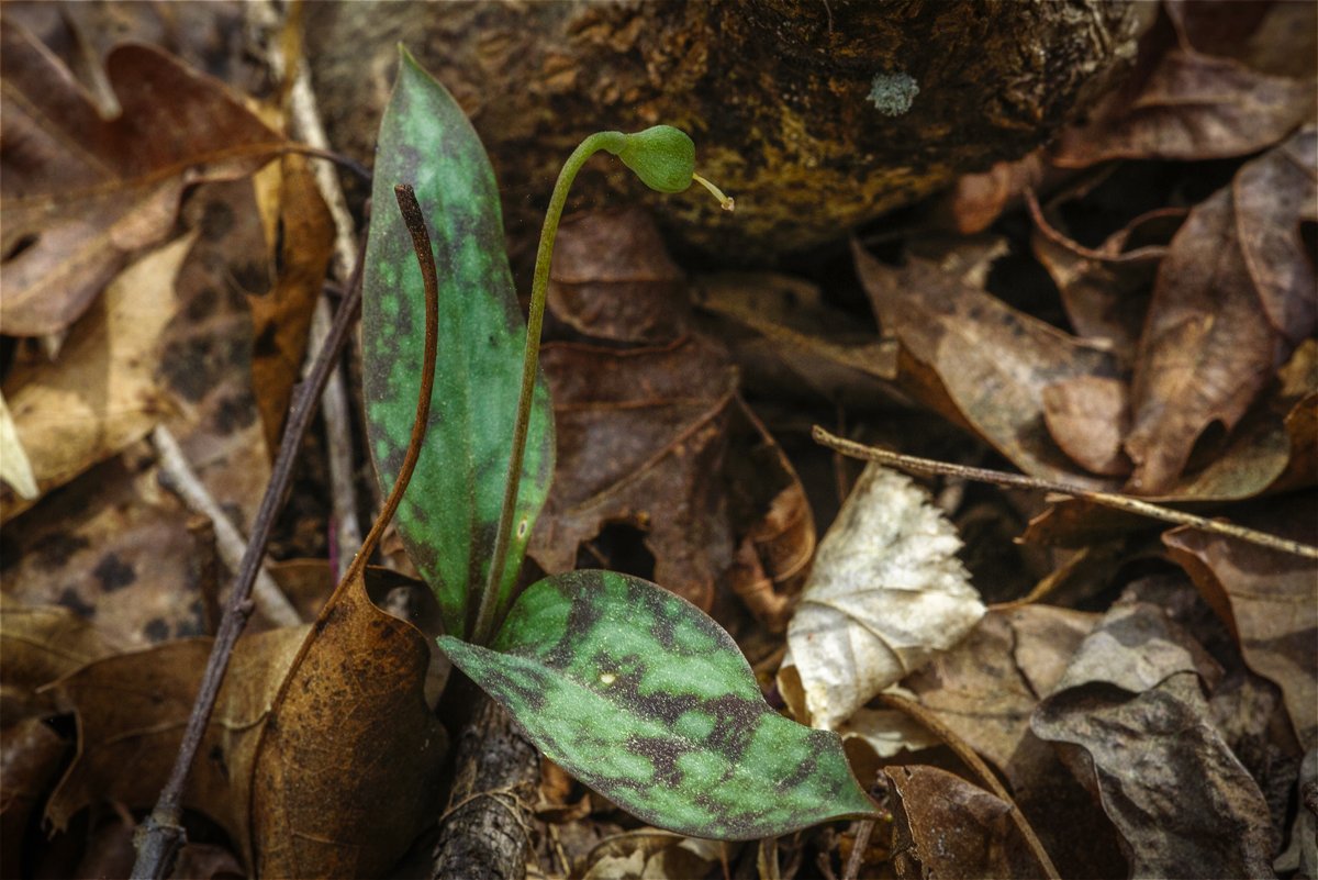 Trout Lily