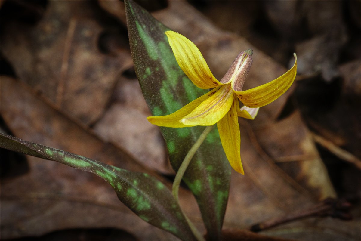 Trout Lily