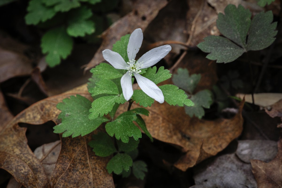 Wood Anemone