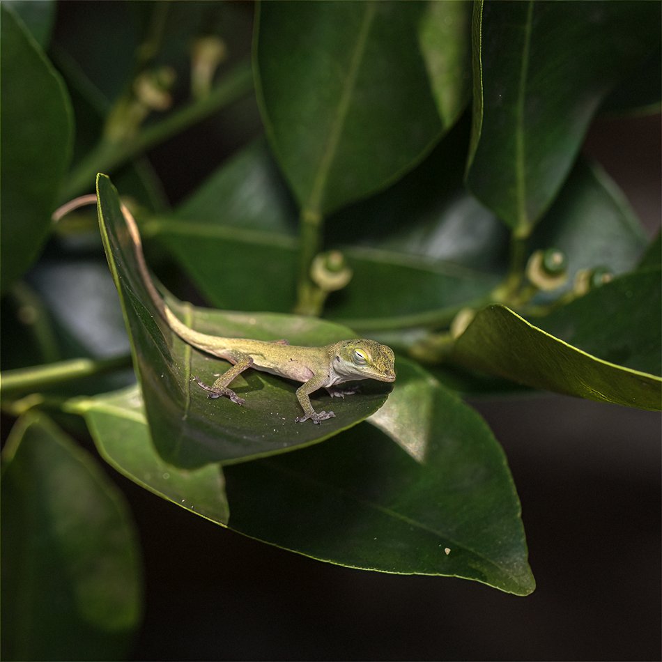 Green Anole