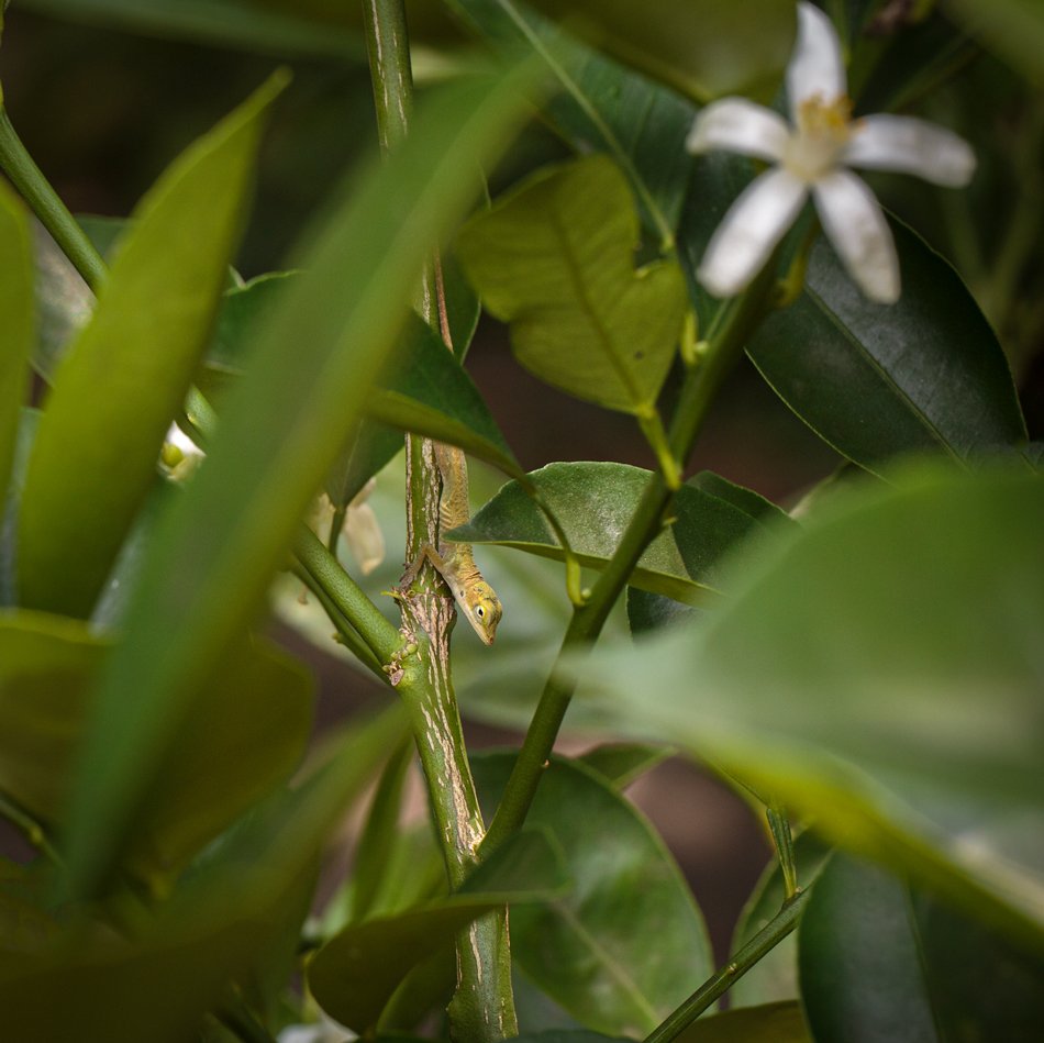 Green Anole