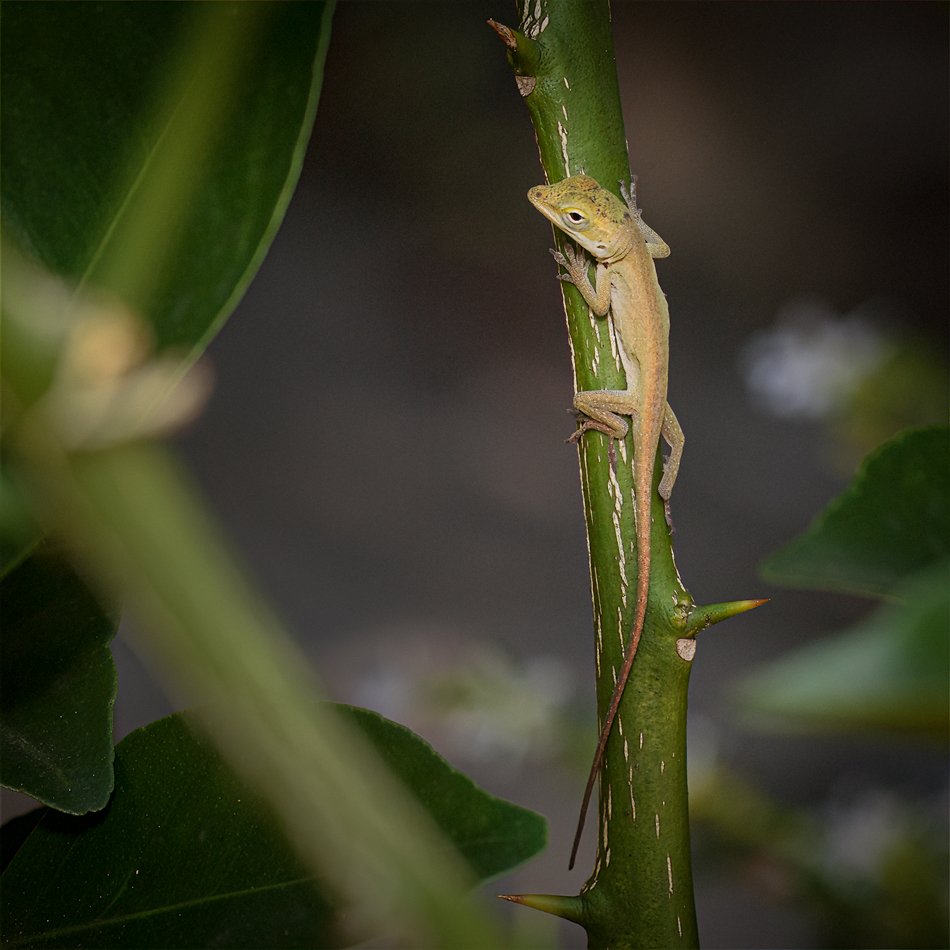 Green Anole